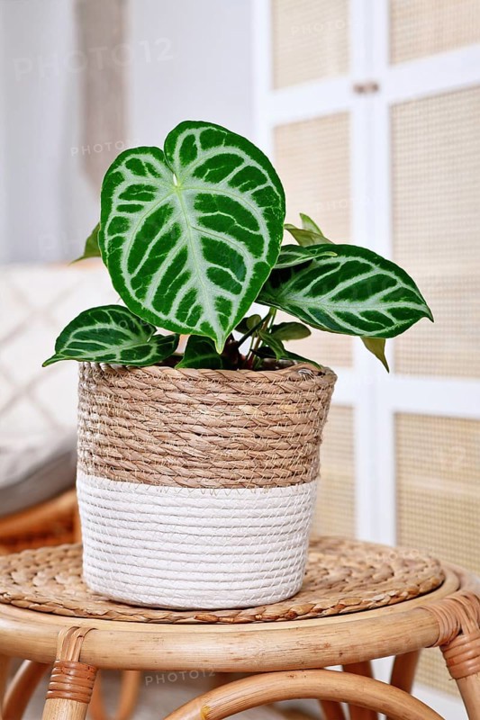Beautiful potted exotic 'Silver Blush Anthurium Crystallinum' houseplant with beautiful lace pattern on leaves on white background