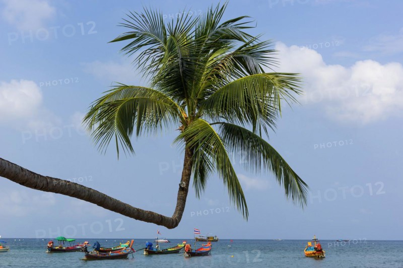 Sky-grown palm tree with longtail boats on the beach, crooked, crooked, island, holiday island, tropical, tropics, holiday paradise, landscape, bathing holiday, bathing beach, dream holiday, exotic, nobody, empty, coastal landscape, Asian, sight, beautiful, natural, paradise, seascape, summer, beautiful weather, climate, nature, coastline, ocean, sea, Koh Tao, Thailand