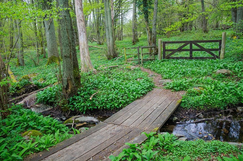 Bridge over stream on hiking trail in Stenshuvud National Park, Simrishamn municipality, Skåne county, Sweden, Scandinavia