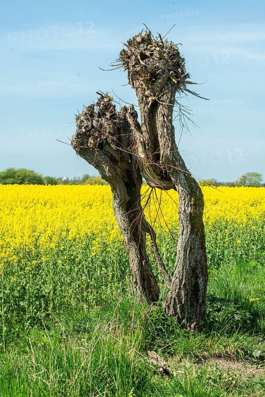 Very old pruned willow tree at field of flowering rapeseed in Skivarp, Skurup municipality, Skåne county, Sweden, Scandinavia
