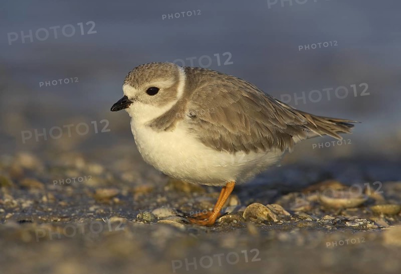 Piping Plover (Charadrius melodus), Florida, USA