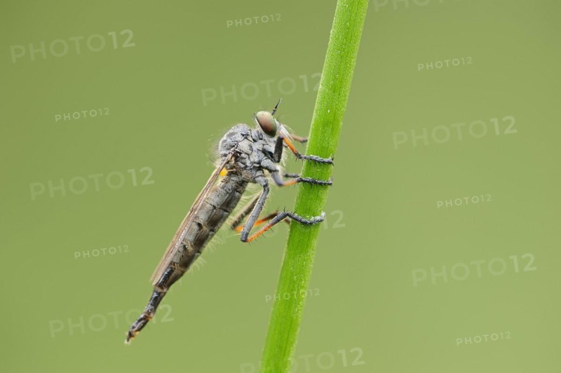 Common awl robberfly (Neoitamus cyanurus), female, North Rhine-Westphalia, Germany