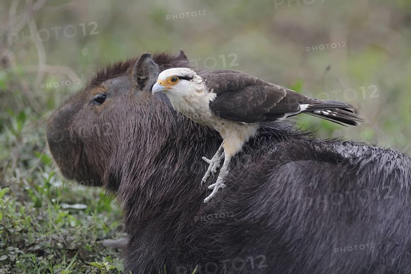 Yellow-headed Caracara (Milvago chimachima) perches on the back of a Capybara, Pantanal, Brazil