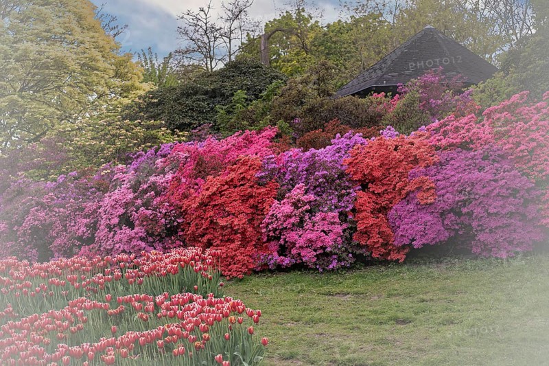 Rhododendron occidentale (Rhododendron occidentale) large shrubs in pink, magenta and purple arranged next to each other, countless flowers, in the background the roof of a wooden pavilion and many green shrubs and trees, in the foreground a green meadow with plantings of red tulips, Dortmund, Rombergpark, North Rhine-Westphalia, Germany