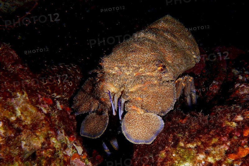 A Mediterranean slipper lobster (Scyllarides latus) moves on a dark seabed surrounded by rocks, dive site Punta Negra, Las Galletas, Tenerife, Canary Islands, Spain