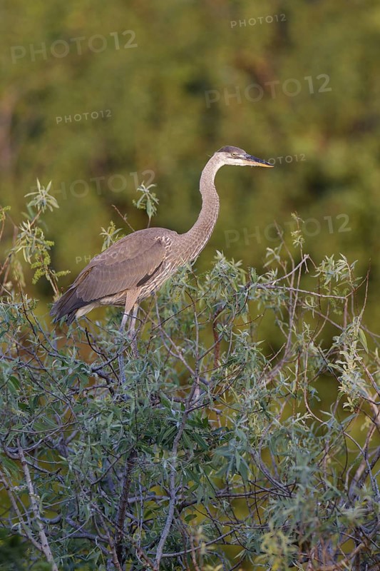 Great Blue Heron (Ardea herodias), Florida, USA