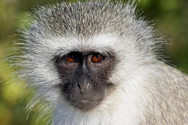Vervet monkey (Cercopithecus aethiops) close up, Kruger National Park, South Africa