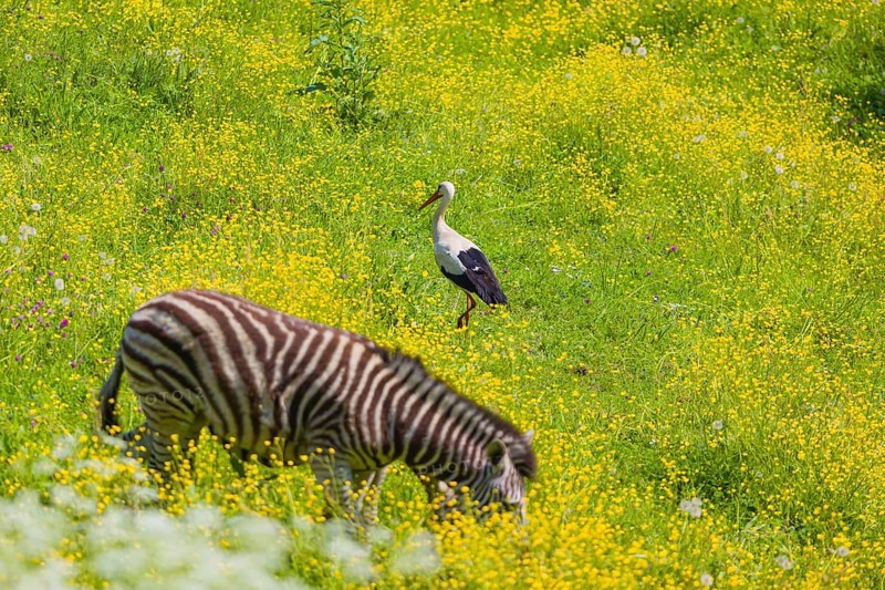 One white stork (Ciconia ciconia) looks for food on a yellow flowering meadow. A zebra in the front