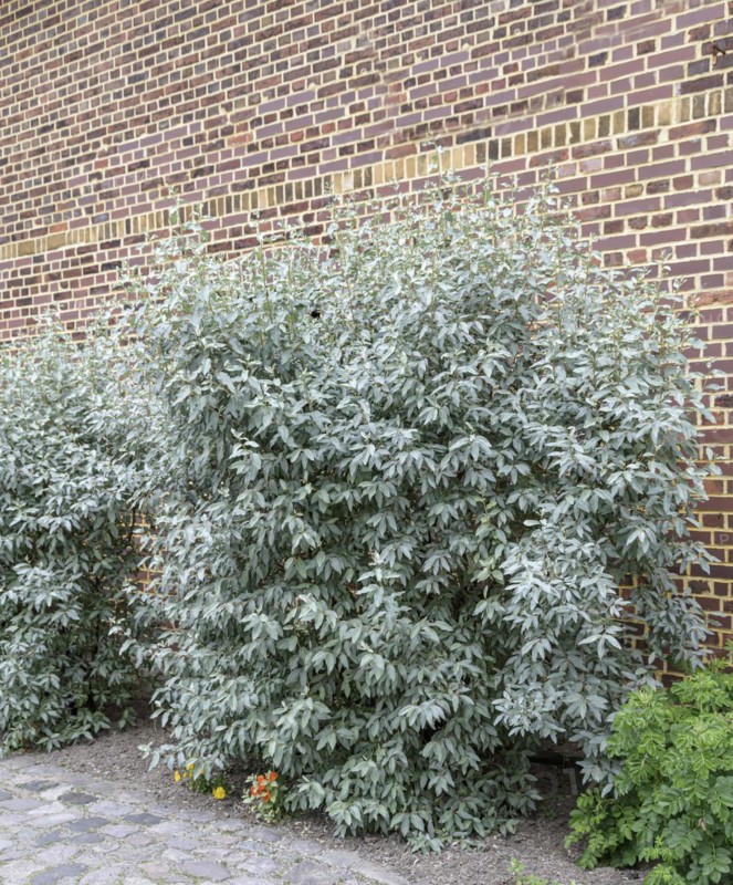 Wolf-willow (Elaeagnus commutata), Anchers Havecenter, Jagsal, Brandenburg, Germany