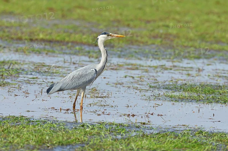 Grey heron (Ardea cinerea), standing in the shallow water of a moor, Ochsenmoor, Dümmer See, Hüde, Lower Saxony, Germany