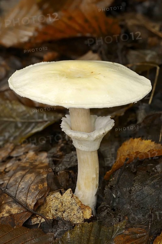 Wood mushroom (Agaricus silvicola), North Rhine-Westphalia, Germany