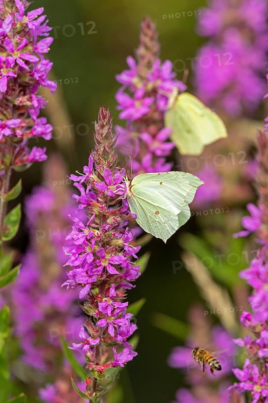 Butterflies collecting nectar, brimstone (Gonepteryx rhamni), purple loosestrife (Lythrum salicaria), near Garstedt, Lower Saxony, Germany