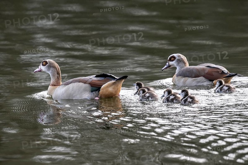 Egyptian geese (Alopochen aegyptiaca) with goslings, Emsland, Lower Saxony, Germany