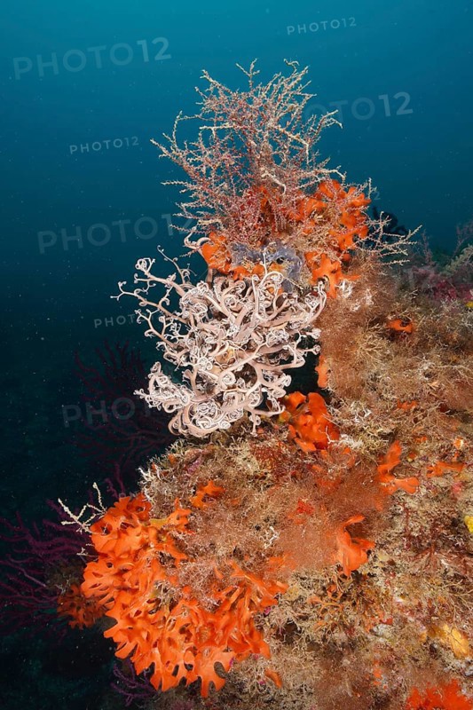 Colourful underwater landscape with various creatures, Mediterranean gorgonian head (Astrospartus mediterraneus), orange spiny sponge (Acanthella acuta) and various plants. Dive site Marine reserve Cap de Creus, Rosas, Costa Brava, Spain, Mediterranean Sea