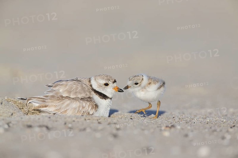 Piping Plover (Charadrius melodus) with chick, Massachusetts, USA