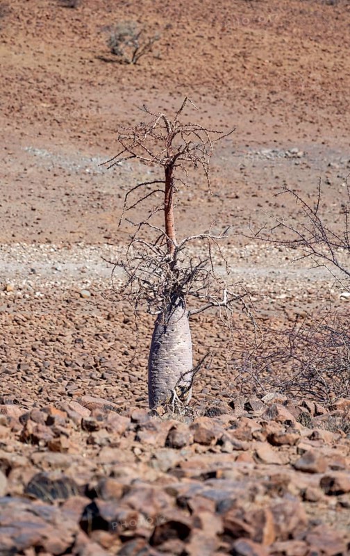 Bottle tree (Pachypodium lealii), in dry stony landscape, Damaraland, Kunene, Namibia