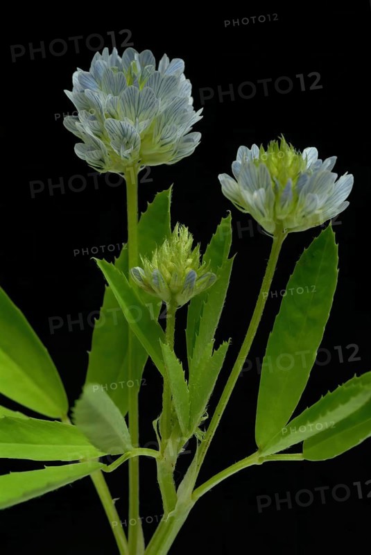 Flower of blue fenugreek, blue fenugreek, Trigonella caerulea, Meliotus coerulea, spice and medicinal plant