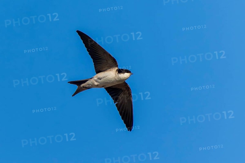 A small bird flies through the blue sky, house martin (Delichon urbicum, Syn.: Delichon urbica), wildlife, Germany