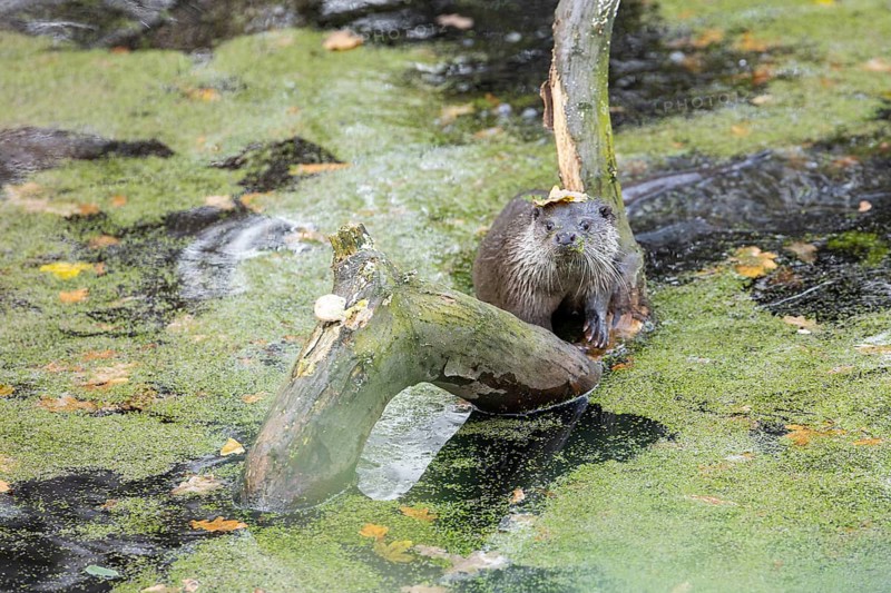 European otter in the duckweed, Swarzedz, Poland otter, european otter, water, duckweed, animal, green, nature, mammal, wildlife, swimming, river, cute, wild, lake, swim