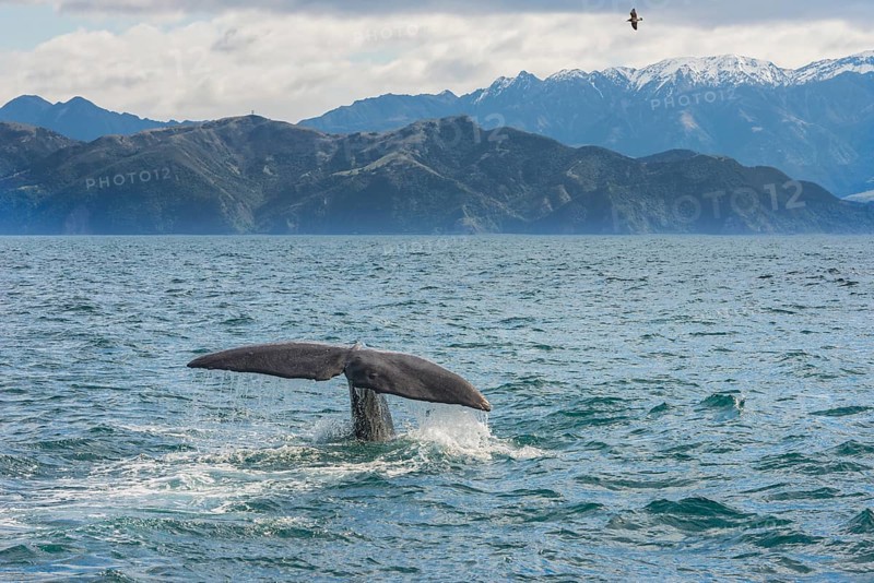 Tail of a Sperm whale diving, Kaikoura, Canterbury Region, South Island, New Zealand