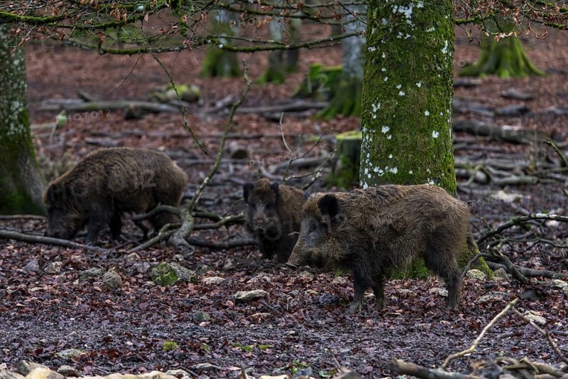 Wild boar in a dense autumn forest with foliage and moss-covered trees, Baden-Württemberg, Germany