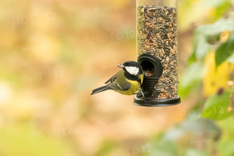 Great tit feeding from a feeder. Bad Salzschlirf, Hessen, Germany