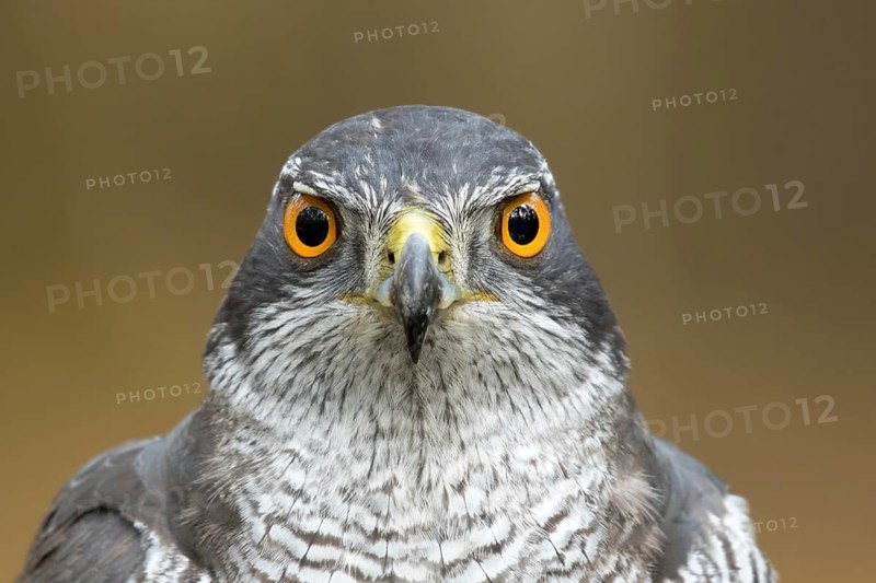 Havik, northern goshawk, Accipiter gentilis