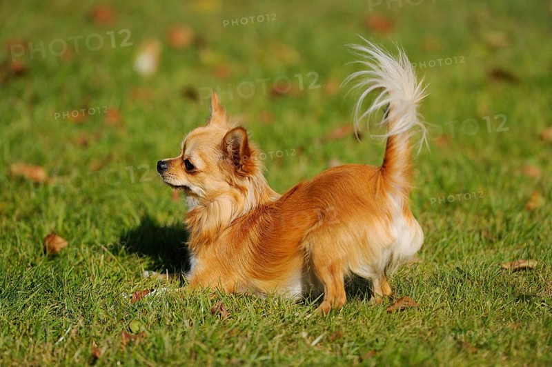 A Chihuahua stands on a green meadow, with its tail raised high, Chihuahua, longhair