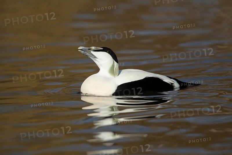 Common eider duck (Somateria mollissima) adult male bird on a lake, England, United Kingdom