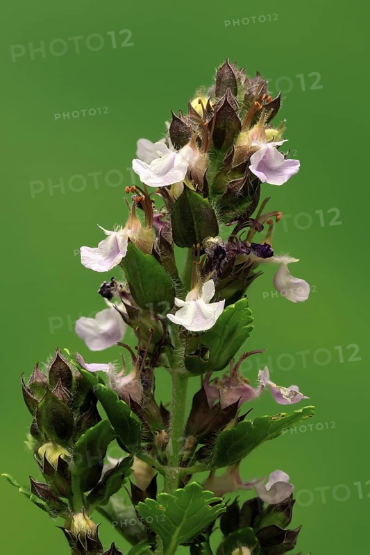Edel-Gamander (Teucrium chamaedrys), flowering, Germany
