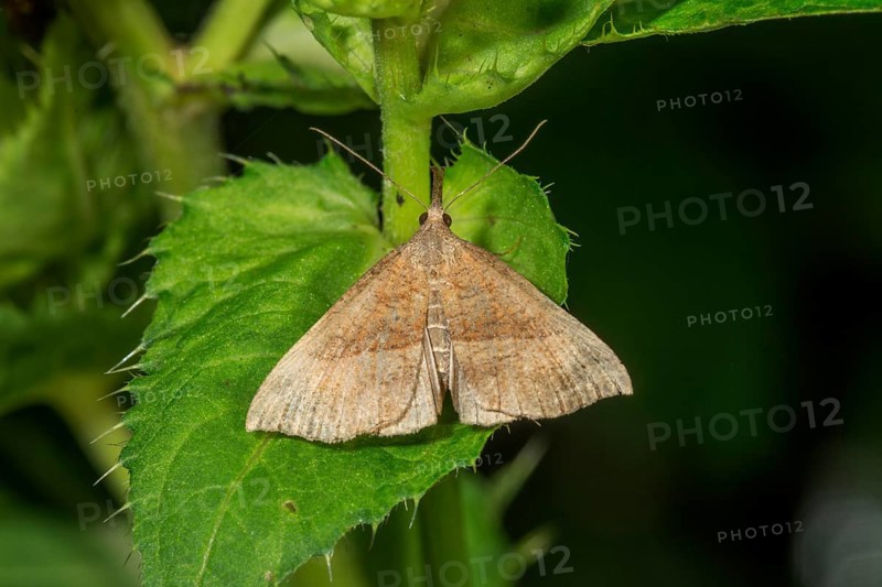 Nettle-billed owl (Hypena proboscidalis) sitting on a green leaf in nature, Baden-Württemberg, Germany