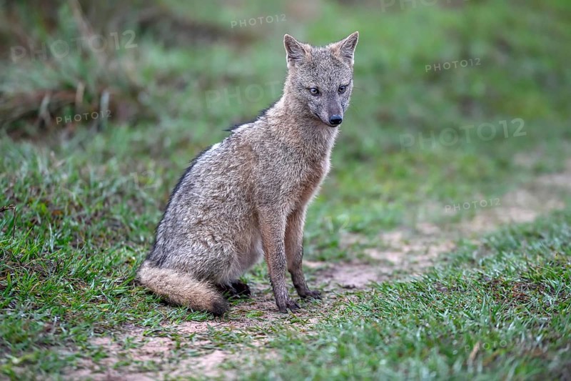 Crab-eating fox (Cerdocyon thous), San Alonso Island, Esteros del Iberá, Corrientes Province, Argentina