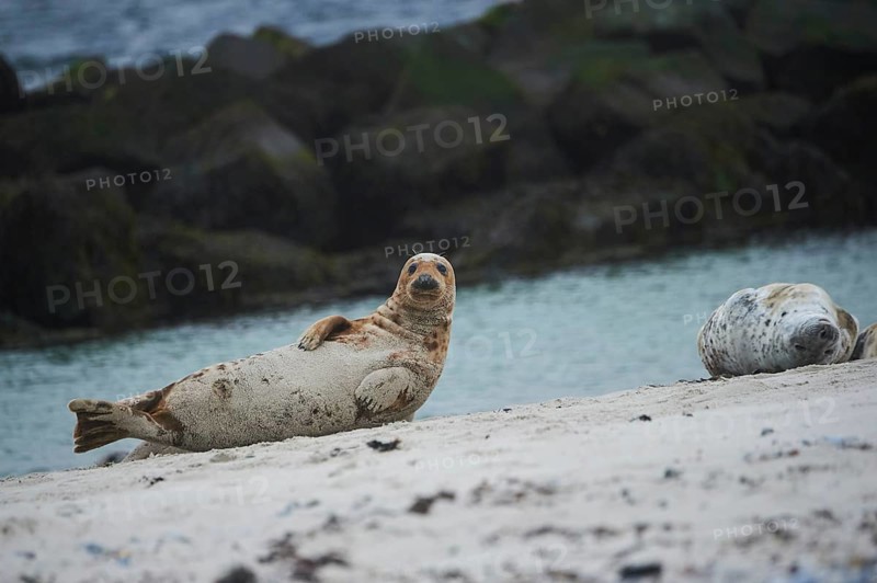 Grey seal (Halichoerus grypus) lying on the beach, Düne, Helgoland, Schleswig-Holstein, Germany