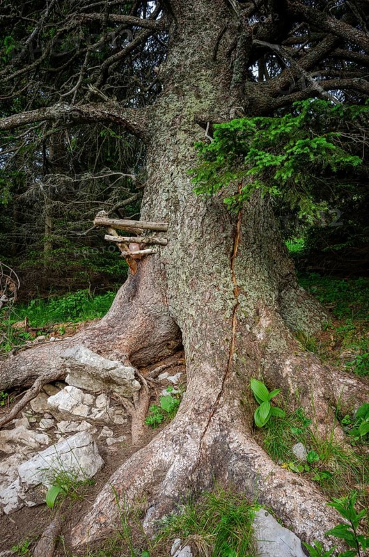 Old spruce with a lick and crack in the trunk, Gloggnitzerhütte on the Rax, Schwarzau im Gebirge, Lower Austria, Austria