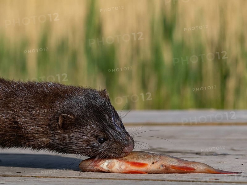 A mink captures a rudd from an angler