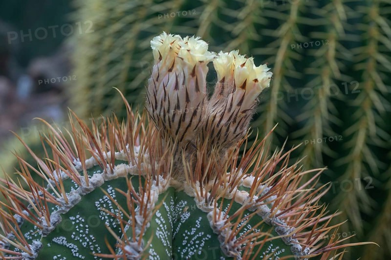 Cactus, flowering bishop's mitre (Astrophytum ornatum), Botanical Garden Erlangen, Middle Franconia, Bavaria, Germany