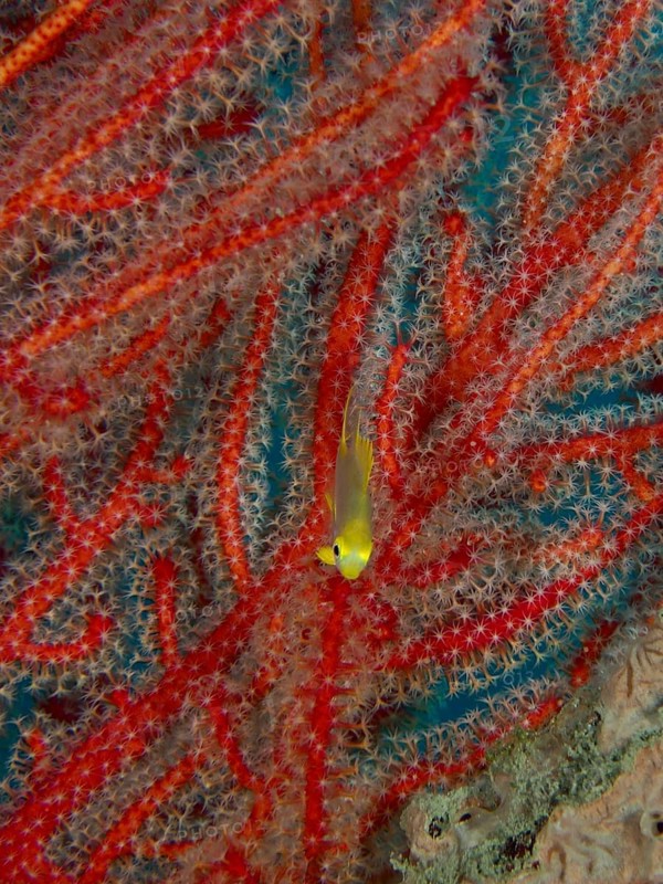 Juvenile Golden damselfish (Amblyglyphidodon aureus) seeks shelter in vivid red corals, dive site Sweet Reef, Penyapangan, Bali, Indonesia