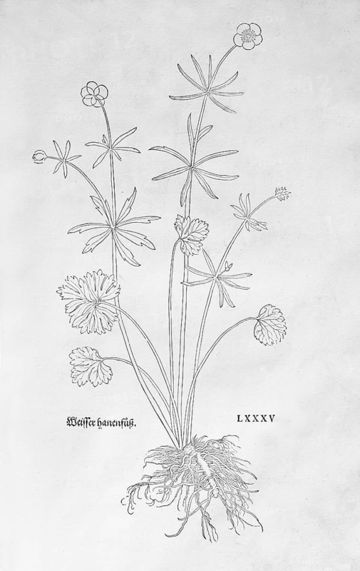 Gold buttercup (Ranunculus auricomus), woodcut by Leonhart Fuchs, from New Kreüterbuch, neues Kräuterbuch, Michael Isingrin, Basel, Switzerland, 1543