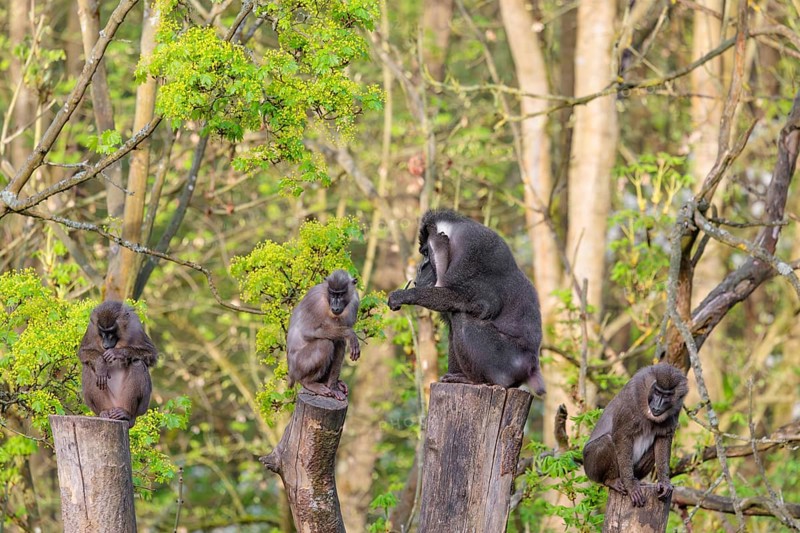 Four Drills (Mandrillus leucophaeus), a male and three females, sit high up on the four stumps of a cut tree and enjoy the early sunlight. A green forest can be seen in the background