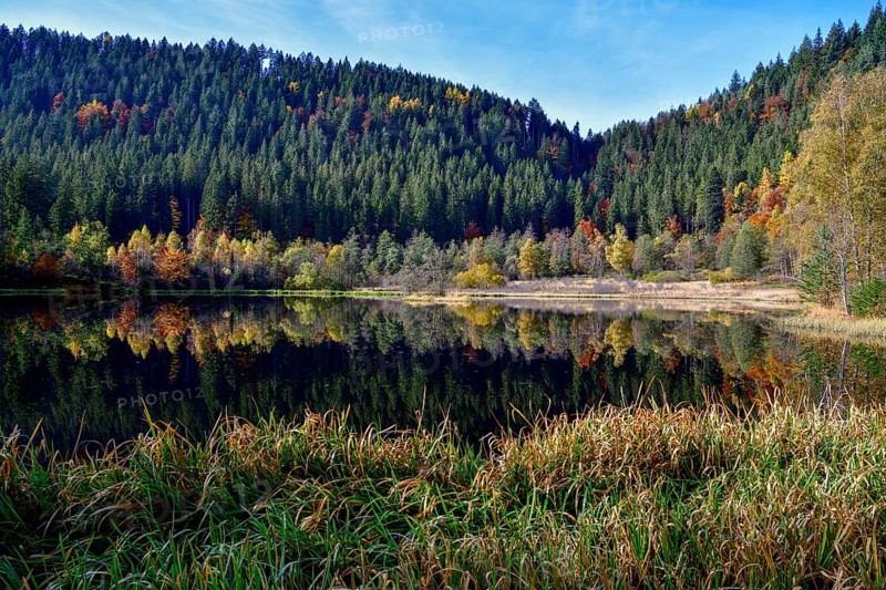 Trees reflected in the Sankenbachsee, Karsee, autumn, near Baiersbronn, Freudenstadt district, Black Forest, Baden-Württemberg, Germany