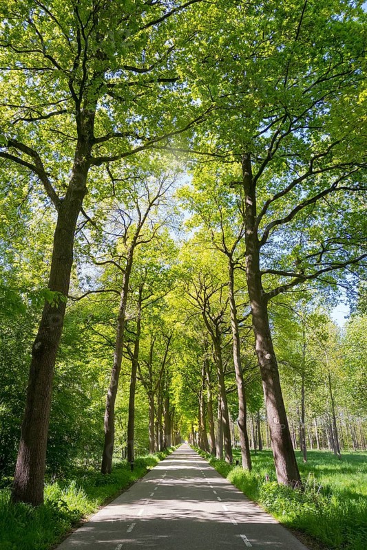 Limbricht, Limburg, Netherlands, Tree-lined avenue on a sunny spring day
