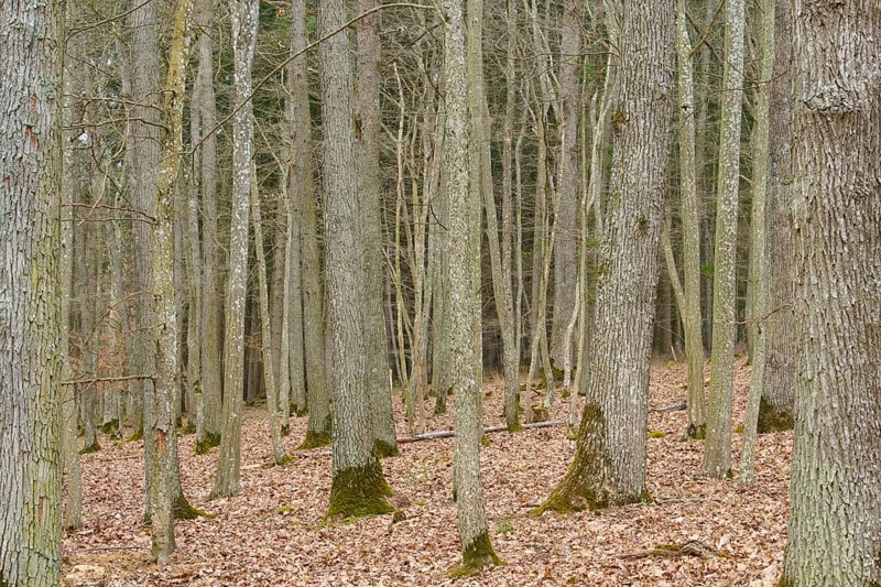 Bare forest in winter with leaf-covered ground, Königheim, Main Tauber district, Baden-Württemberg, Germany