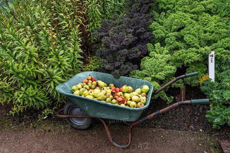 Fallen fruit apples lying in a wheelbarrow, fruit and vegetable garden, Inverewe Gardens, Poolewe, Loch Ewe, Highlands, Highlands, Scotland, Great Britain