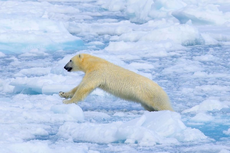 Lone polar bear (Ursus maritimus) hunting on pack ice, drift ice in the Arctic Ocean along the Svalbard coast, Spitsbergen, Norway