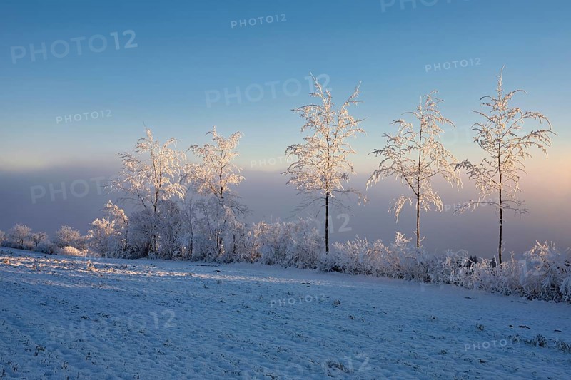 Birch trees in hoarfrost in the morning light, Brunnwil, Freiamt, Canton Aargau, Switzerland