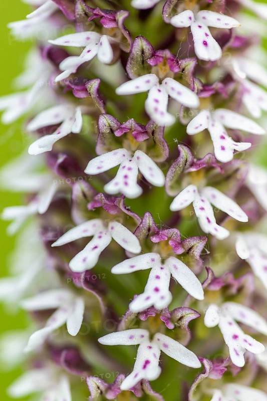 Burnet orchid (Neotinea ustulata), orchid family (Orchidaceae), Ihringen, Kaiserstuhl, Baden-Württemberg, Germany
