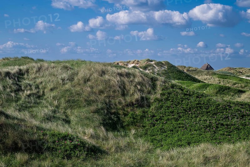 Beach grass, Strandhafter, dunes, house with thatched roof, Søndervig Strand, Ringkøbing Fjord, Denmark