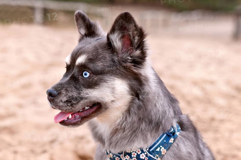Portrait of cute French Bulldog x Siberian Husky dog mix