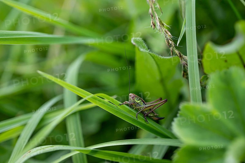 Great green bush cricket (locusta), grasshopper, on a blade of grass in a meadow, Tyrol, Austria
