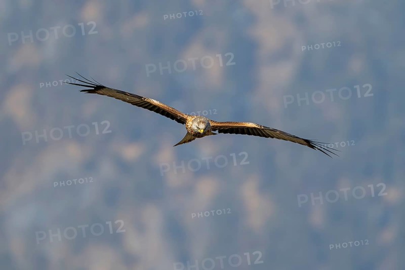 Red kite (Milvus milvus), in flight, Münster, Tyrol, Austria